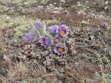 Pulsatilla turczaninovii