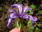 Iris ruthenica