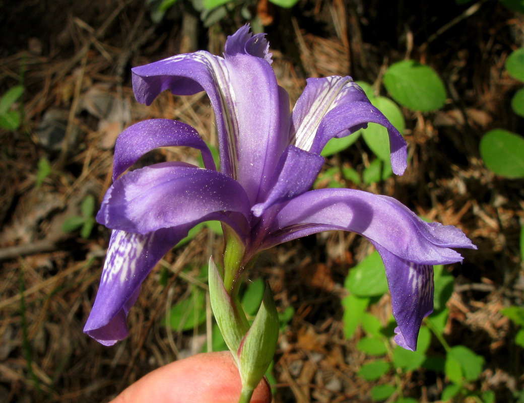 Изображение особи Iris ruthenica.