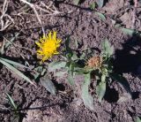 род Inula