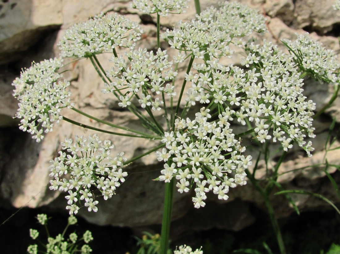 Image of Cenolophium fischeri specimen.