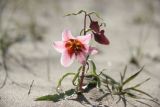 Rhinopetalum gibbosum