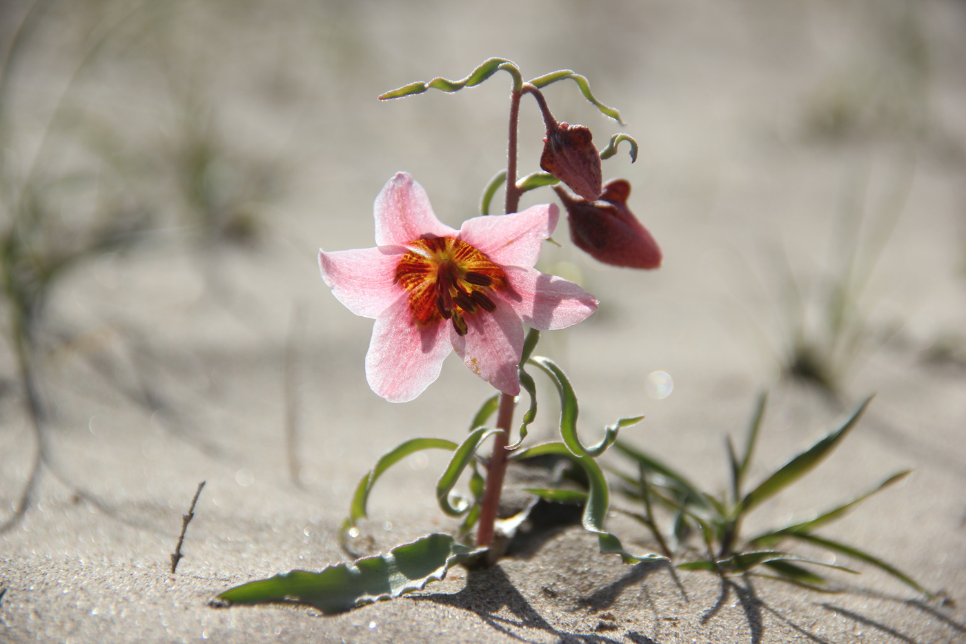 Изображение особи Rhinopetalum gibbosum.