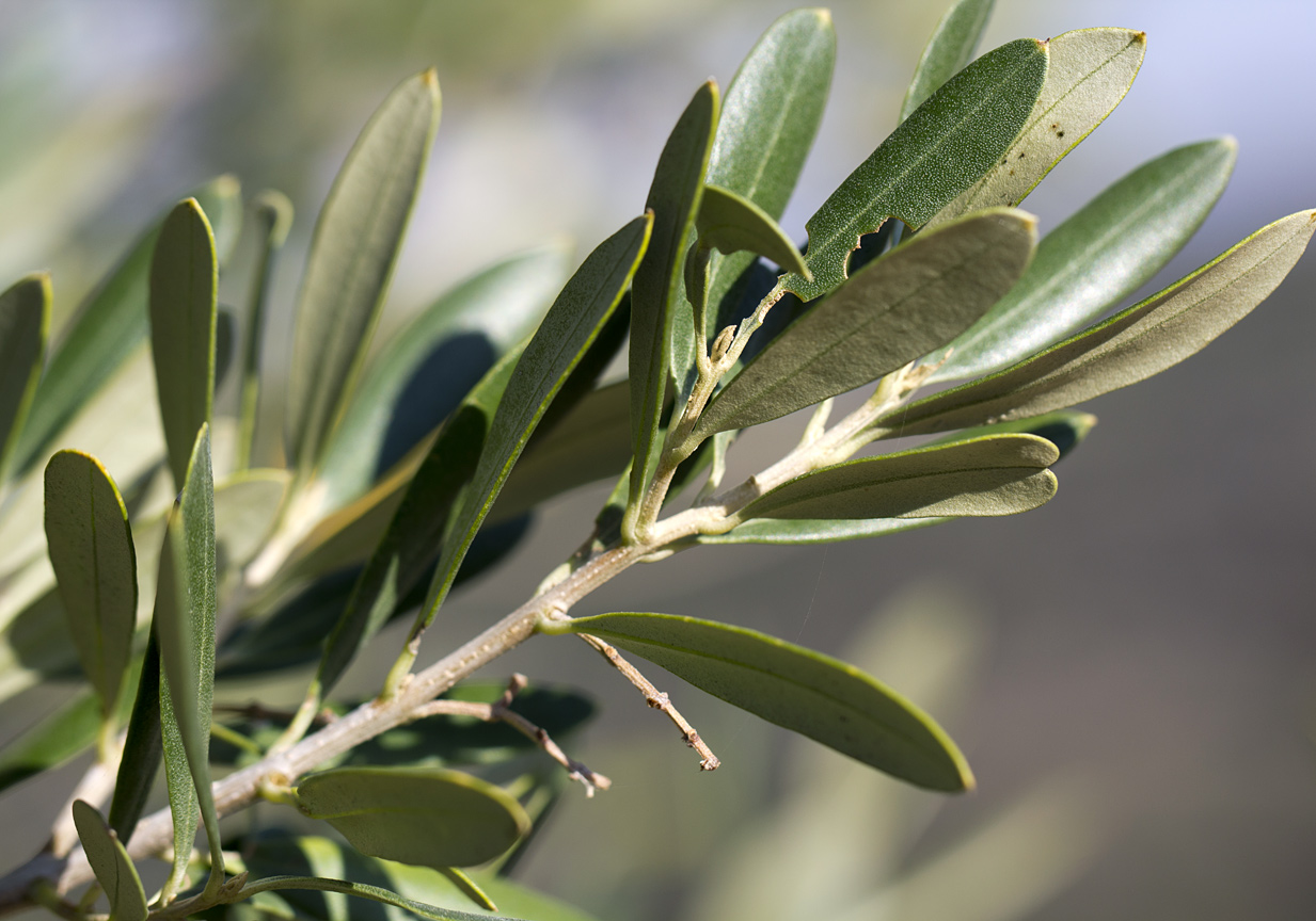 Image of Olea europaea specimen.