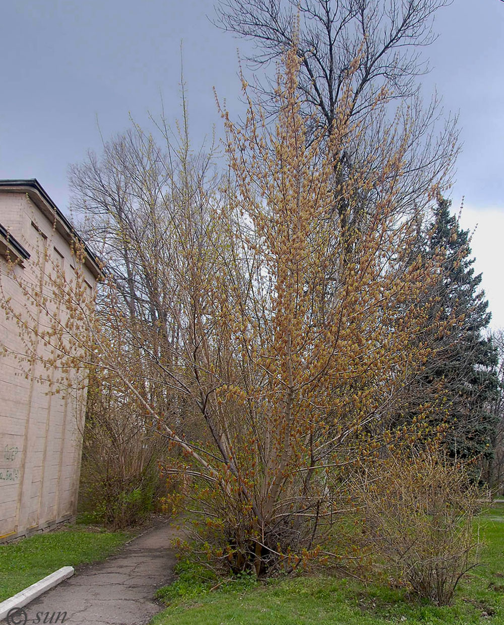 Image of Acer negundo specimen.