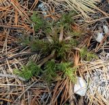 семейство Apiaceae. Вегетирующее растение. Пермский край, Лысьвенский р-н, долина р. Чусовой, крутой склон камня Великан, хвойный лес. 29.04.2019.