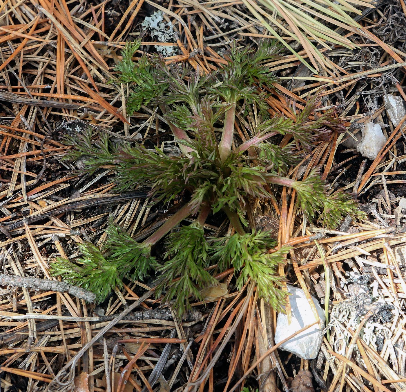 Image of familia Apiaceae specimen.