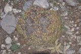 genus Acantholimon. Вегетирующее растение. Турция, ил Карс, каменистый склон горы над оз. Ченгили. 19.04.2019.