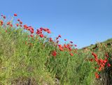 Papaver rhoeas. Цветущие растения. Крым, окр. Феодосии, Курортное, стихийная свалка строительного мусора. 20 мая 2018 г.