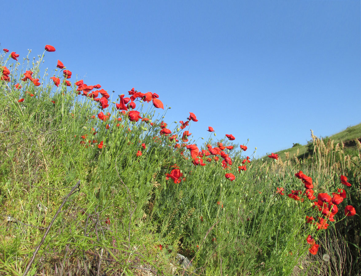 Image of Papaver rhoeas specimen.