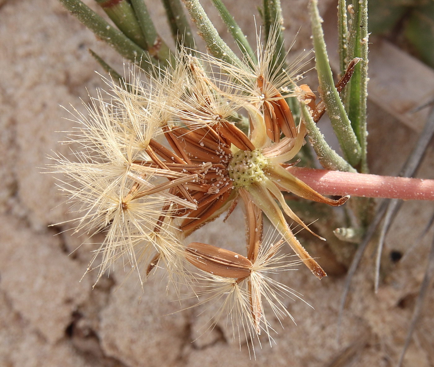 Image of Hyoseris lucida specimen.