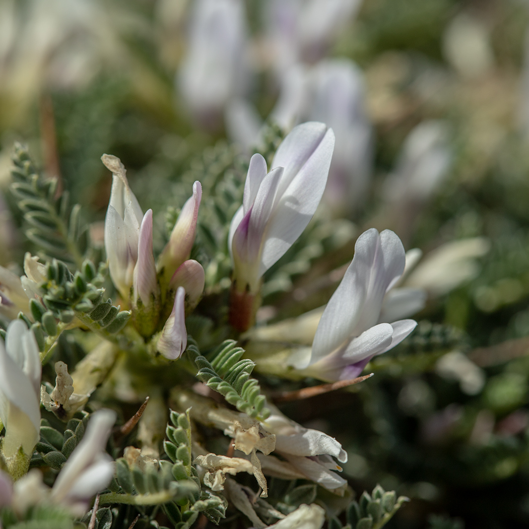 Изображение особи Astragalus tragacantha.