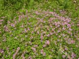 Thymus ovatus. Цветущие растения на муравьиной куче. Украина, Закарпатская обл., Тячевский р-н, с. Усть-Черная, поляна на горе Стоги. 21.06.2010.