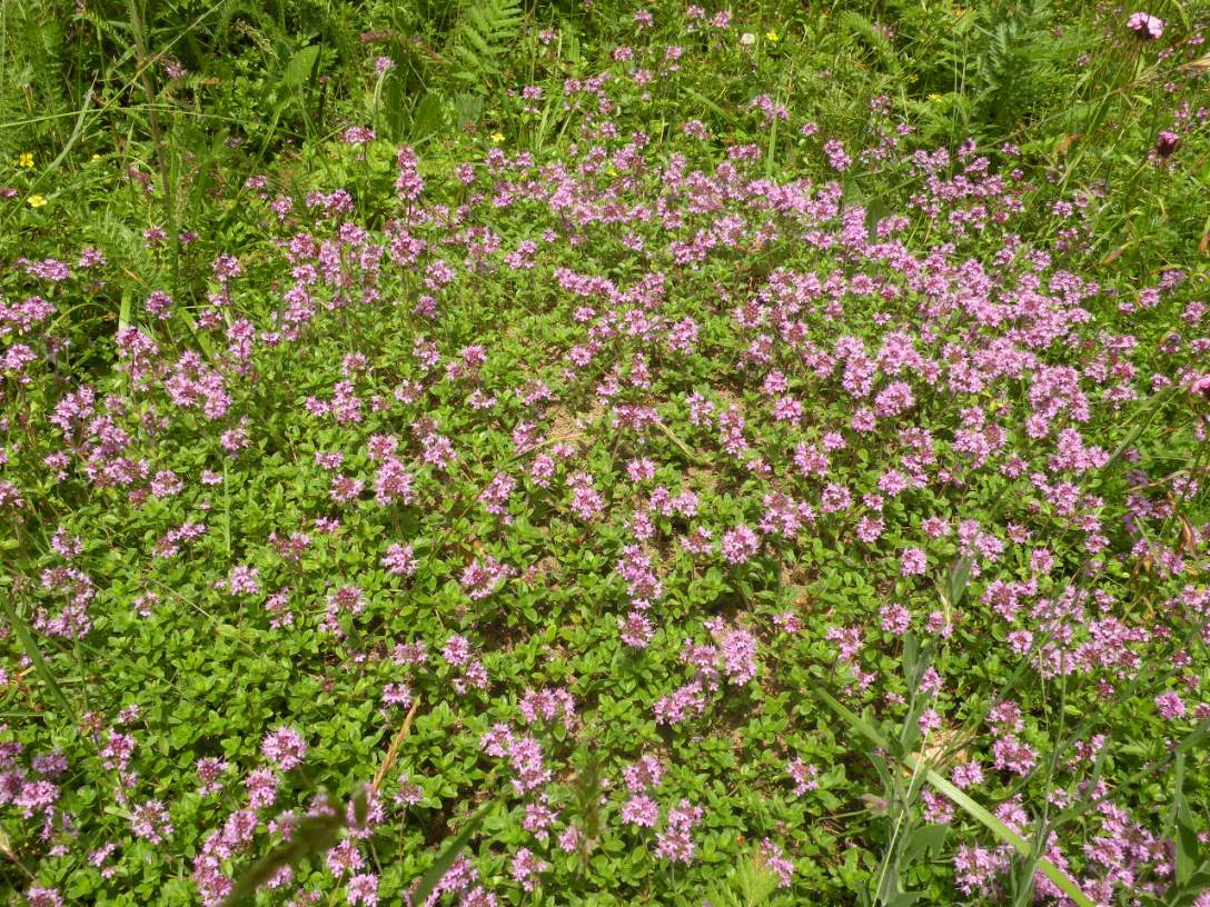 Изображение особи Thymus ovatus.