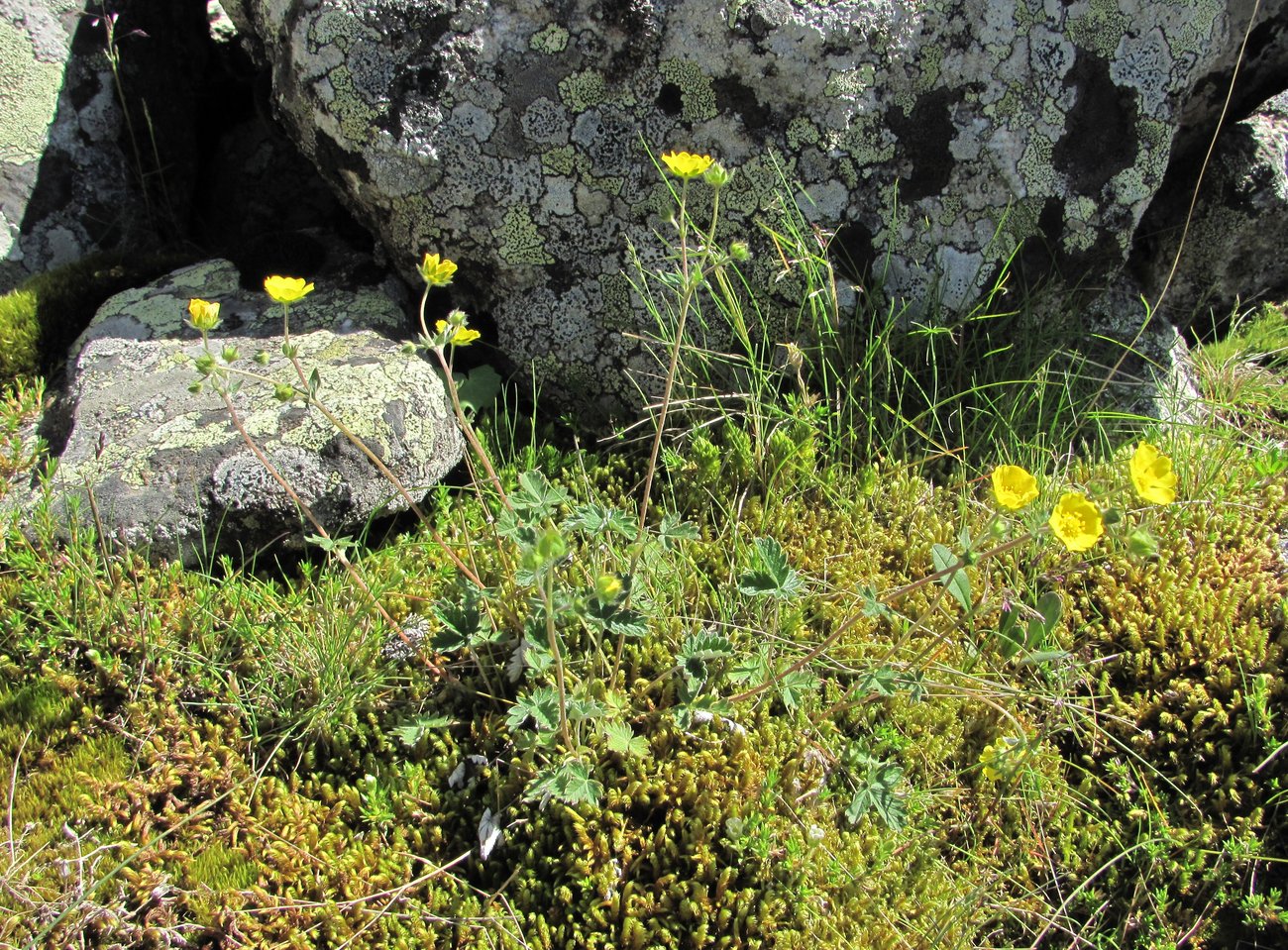 Изображение особи Potentilla nivea.