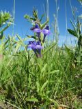 Scutellaria scordiifolia. Цветущее растение. Восточный Казахстан, Южный Алтай, сев. подножья хр. Сарымсакты, Бухтарминская впадина, лугово-степное разнотравье на берегу термального ручья. 27 июня 2019 г.