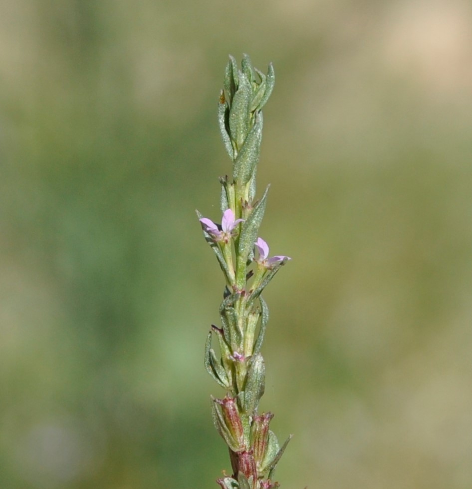 Изображение особи Lythrum hyssopifolia.