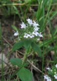 Thymus armeniacus. Верхушка побега с соцветием (Thymus armeniacus). Дагестан, Магарамкентский р-н, окр. с. Гарах, каменистое дно степной балки. 4 июня 2019 г.