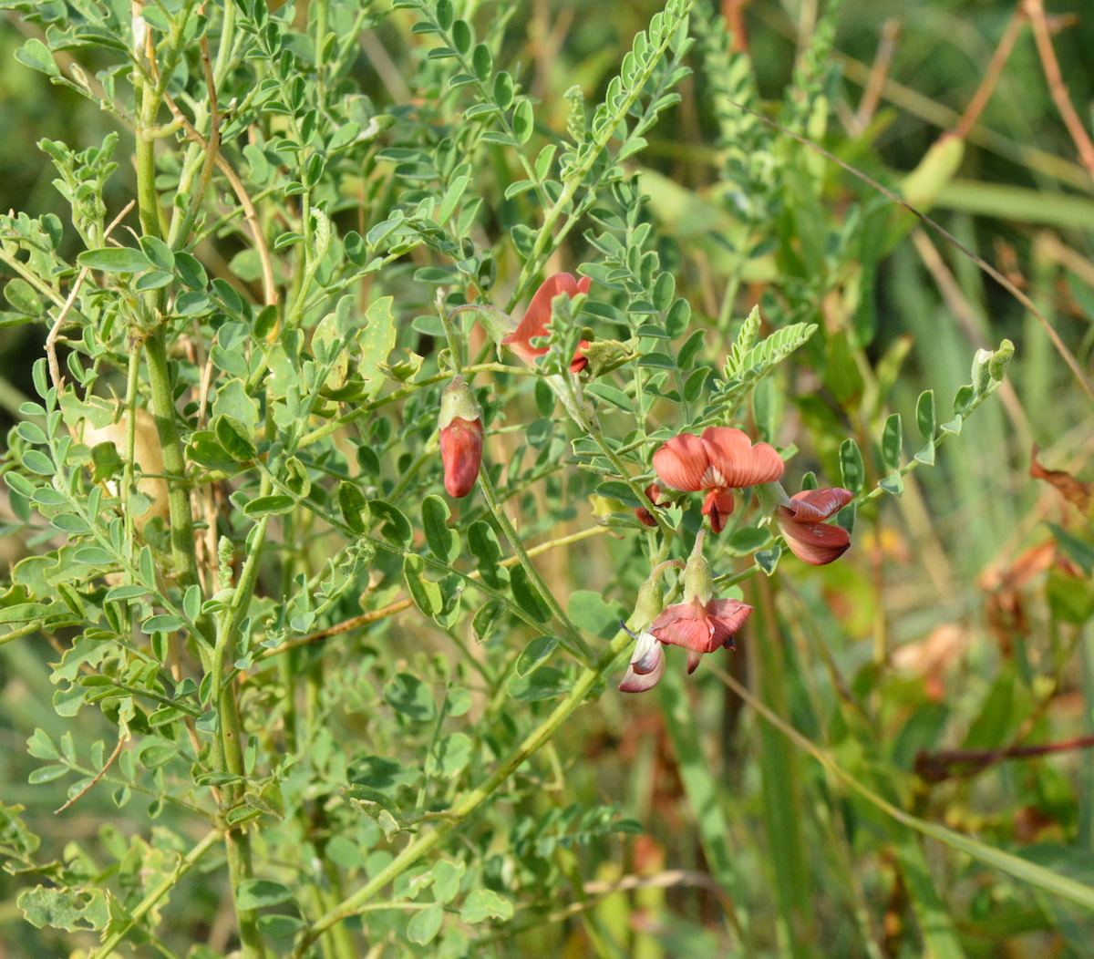 Изображение особи Sphaerophysa salsula.