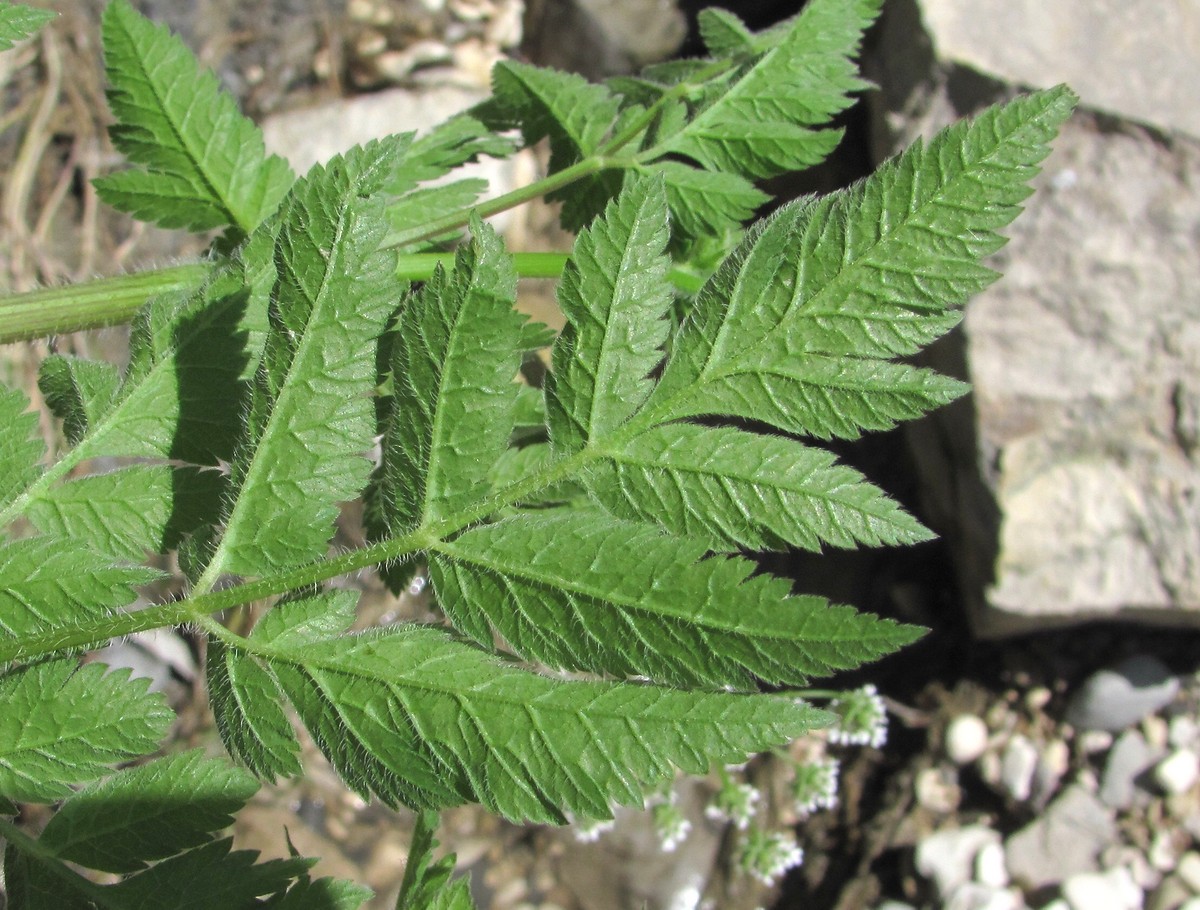 Image of Chaerophyllum aureum specimen.