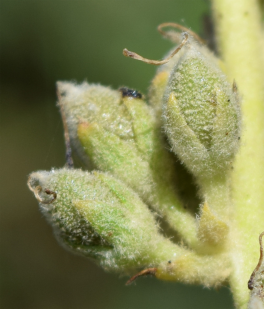 Image of Verbascum erianthum specimen.