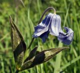 Clematis integrifolia. Верхушка цветущего растения. Алтайский край, Змеиногорский р-н, руч. Загорная Амелиха. 24 июня 2010 г.