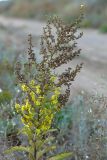 Verbascum lychnitis. Верхушка цветущего и плодоносящего растения. Краснодарский край, Ейский п-ов, коса Долгая, обочина грунтовой дороги. 14.07.2019.