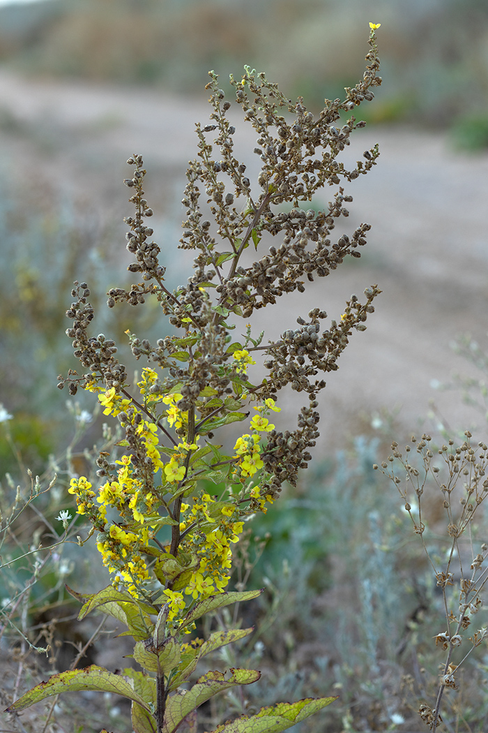 Изображение особи Verbascum lychnitis.