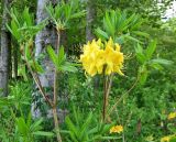 Rhododendron luteum. Побеги с цветками. Краснодарский край, Сочинский р-н, Красная поляна. Конец мая.