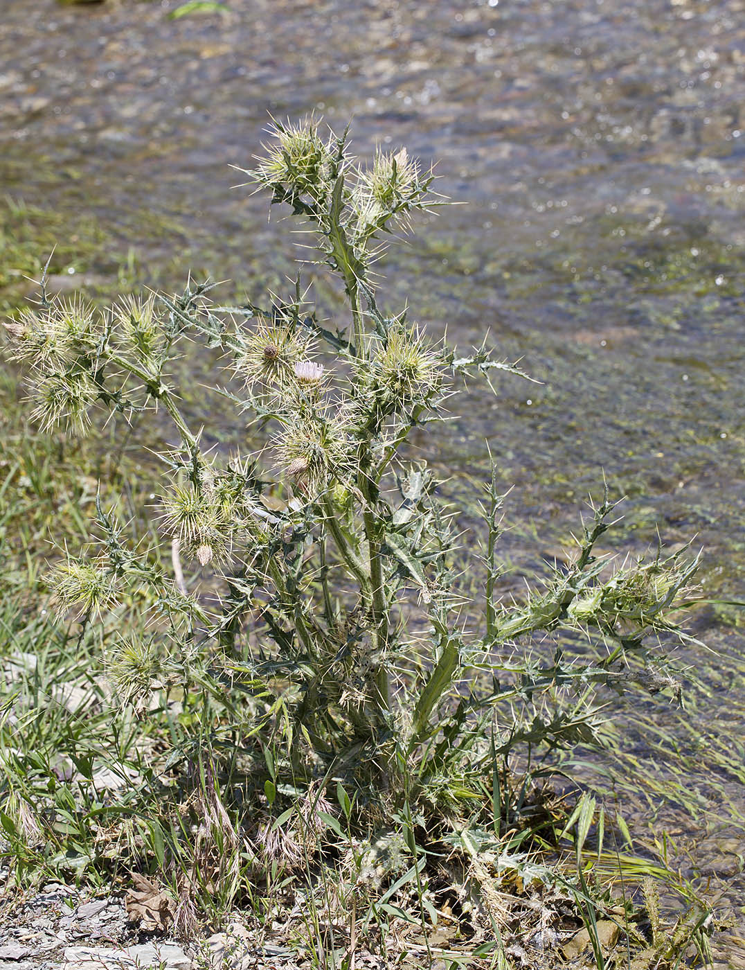 Изображение особи Cirsium semenowii.