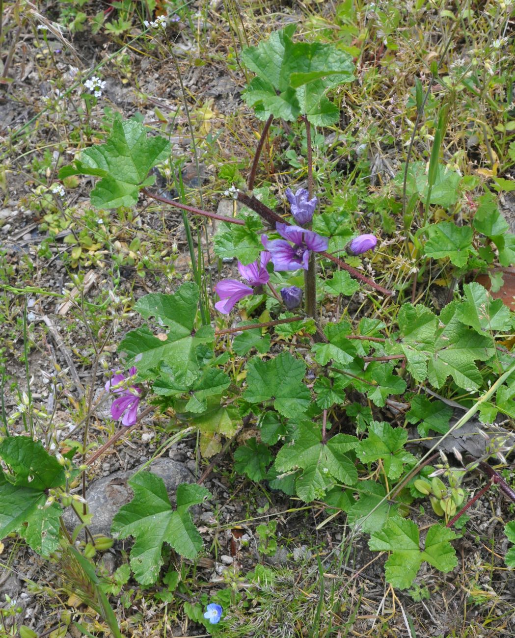 Изображение особи Malva mauritiana.