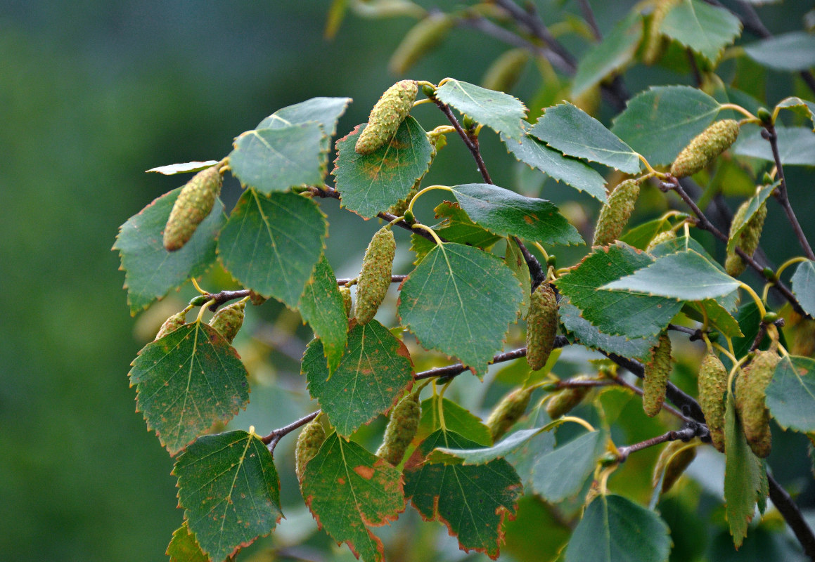 Изображение особи Betula pubescens.