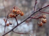 Crataegus sanguinea. Часть ветки с прошлогодними плодами. Пермский край, Лысьвинский р-н, урочище Фролово, разнотравный луг. 01.05.2019.