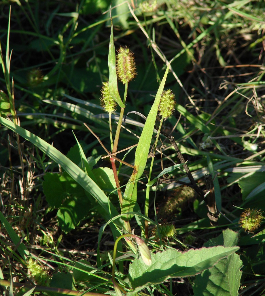 Image of Setaria pumila specimen.