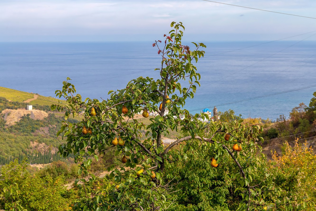 Изображение особи Pyrus communis.