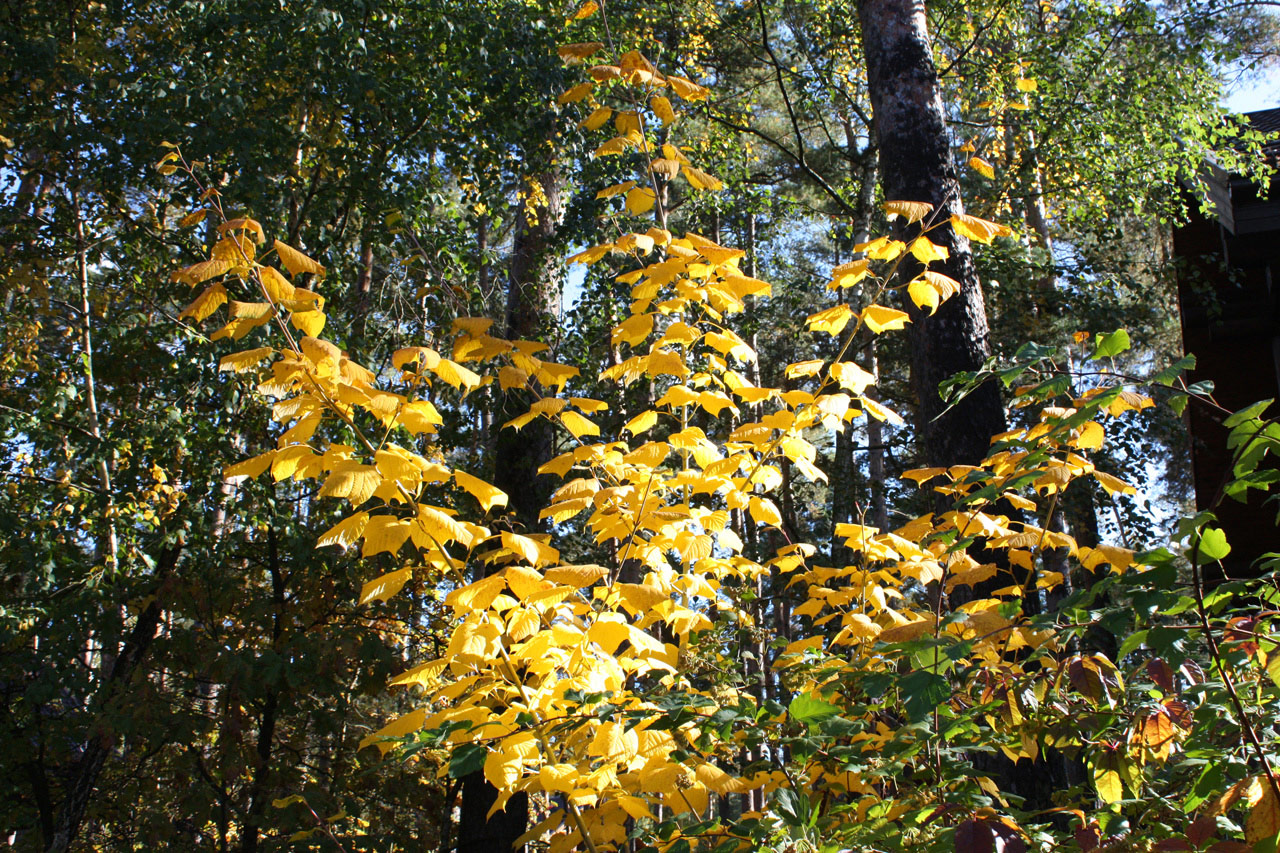 Image of Acer tegmentosum specimen.