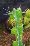 Euphorbia grandicornis. Побег. Израиль, Шарон, г. Тель-Авив, ботанический сад университета. 22.10.2018.