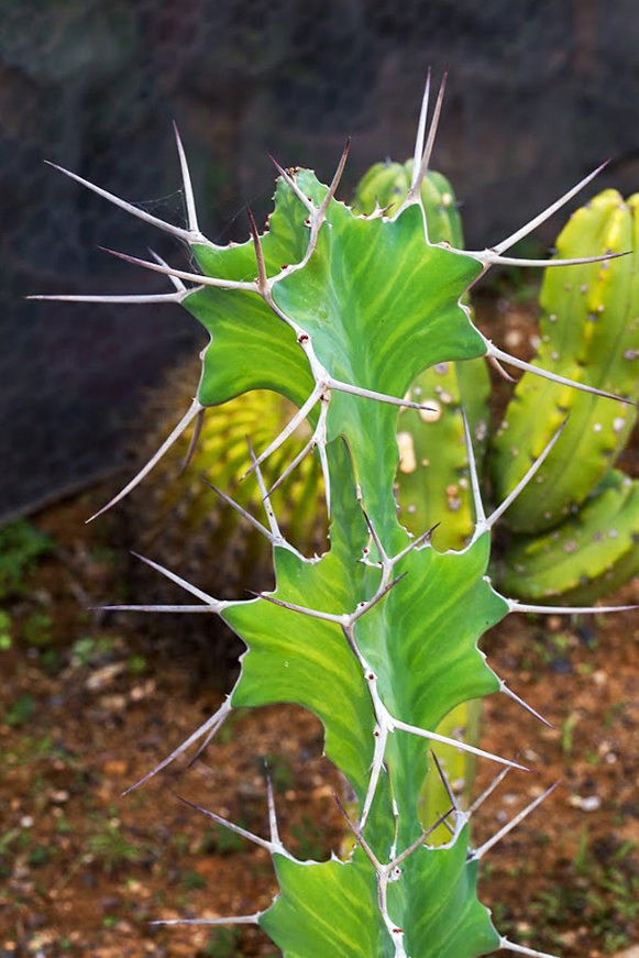 Image of Euphorbia grandicornis specimen.