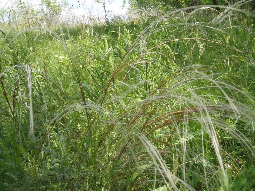 Изображение особи Stipa pennata.