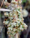 Cuscuta campestris. Часть плодоносящих побегов растения, паразитирующего на Xanthium albinum. Астраханская обл., окр. Пойменного, полоса между дорогой и лугом. 24.09.2019.