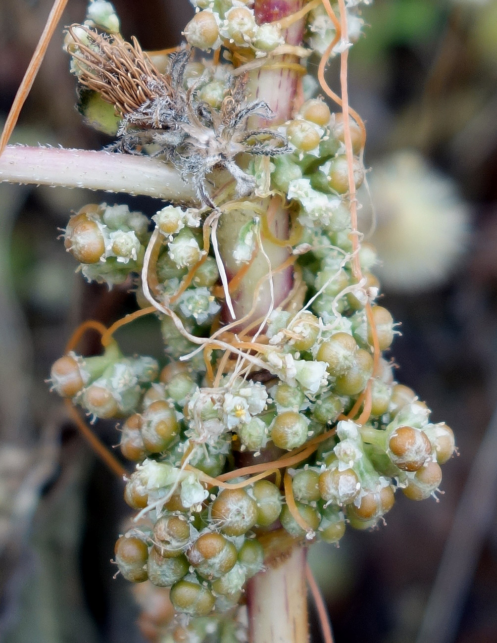 Изображение особи Cuscuta campestris.