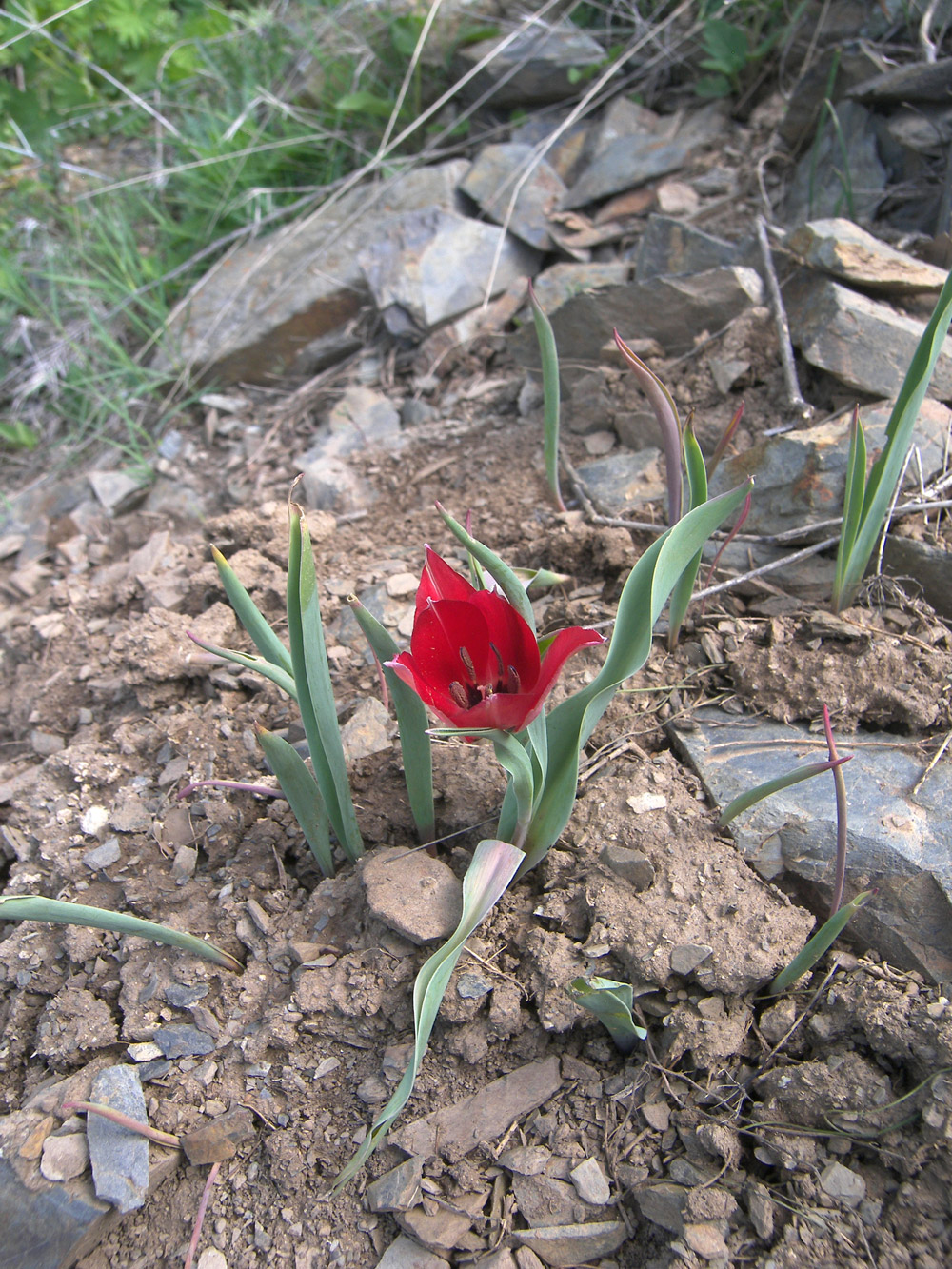 Image of Tulipa confusa specimen.
