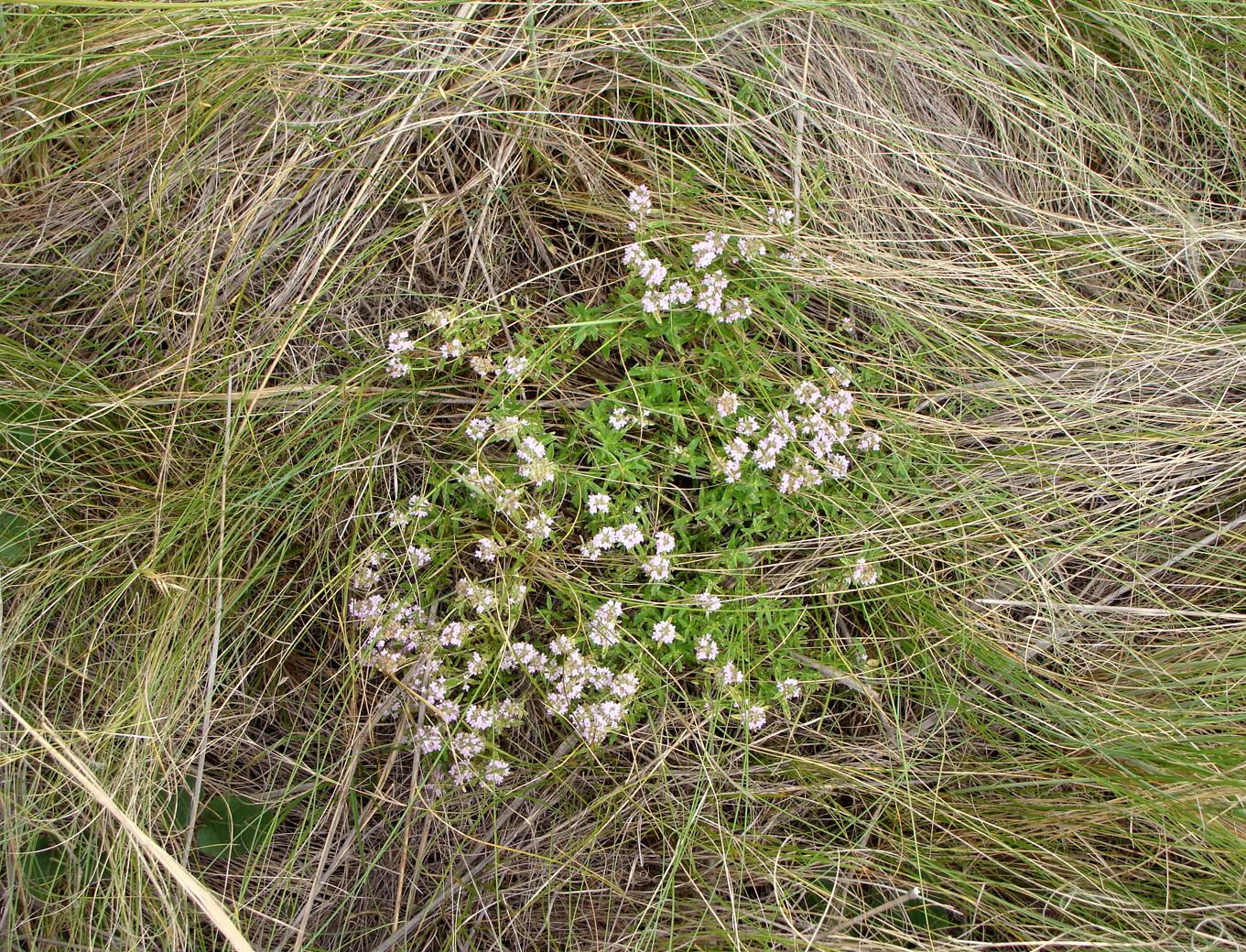 Изображение особи Thymus marschallianus.