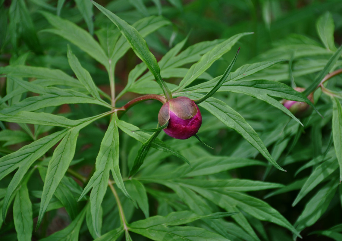 Изображение особи Paeonia anomala.