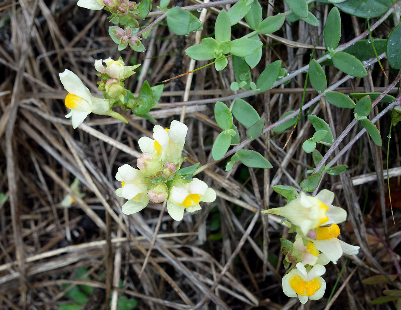 Image of Linaria japonica specimen.