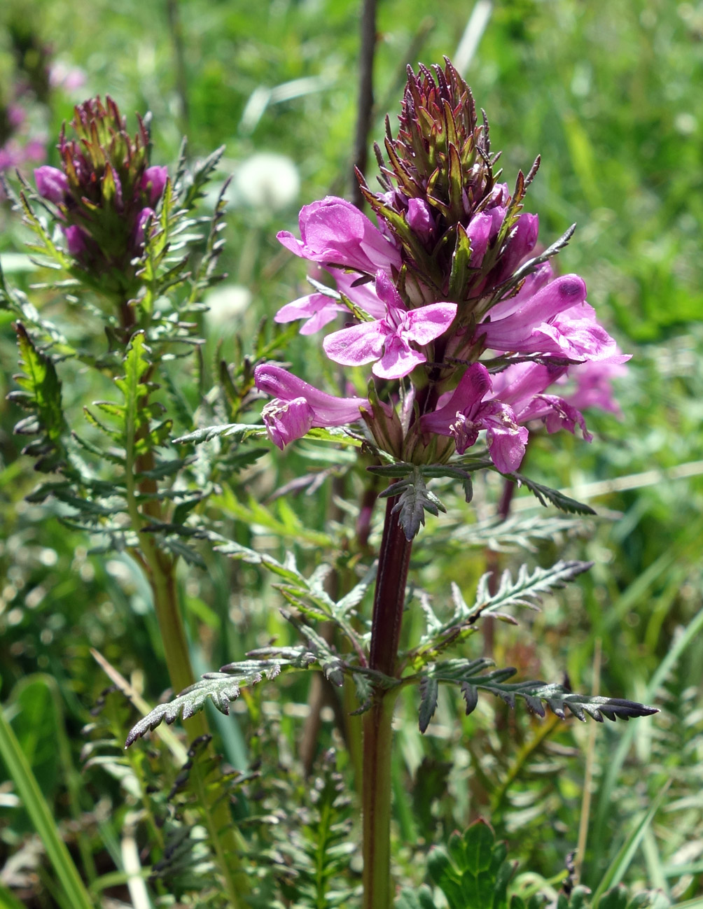 Image of Pedicularis macrochila specimen.