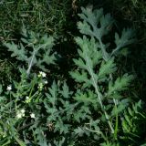 Parthenium hysterophorus. Листья и соцветия. Перу, регион La Libertad, пос. Huanchaco, заброшенный цветник. 28.10.2019.