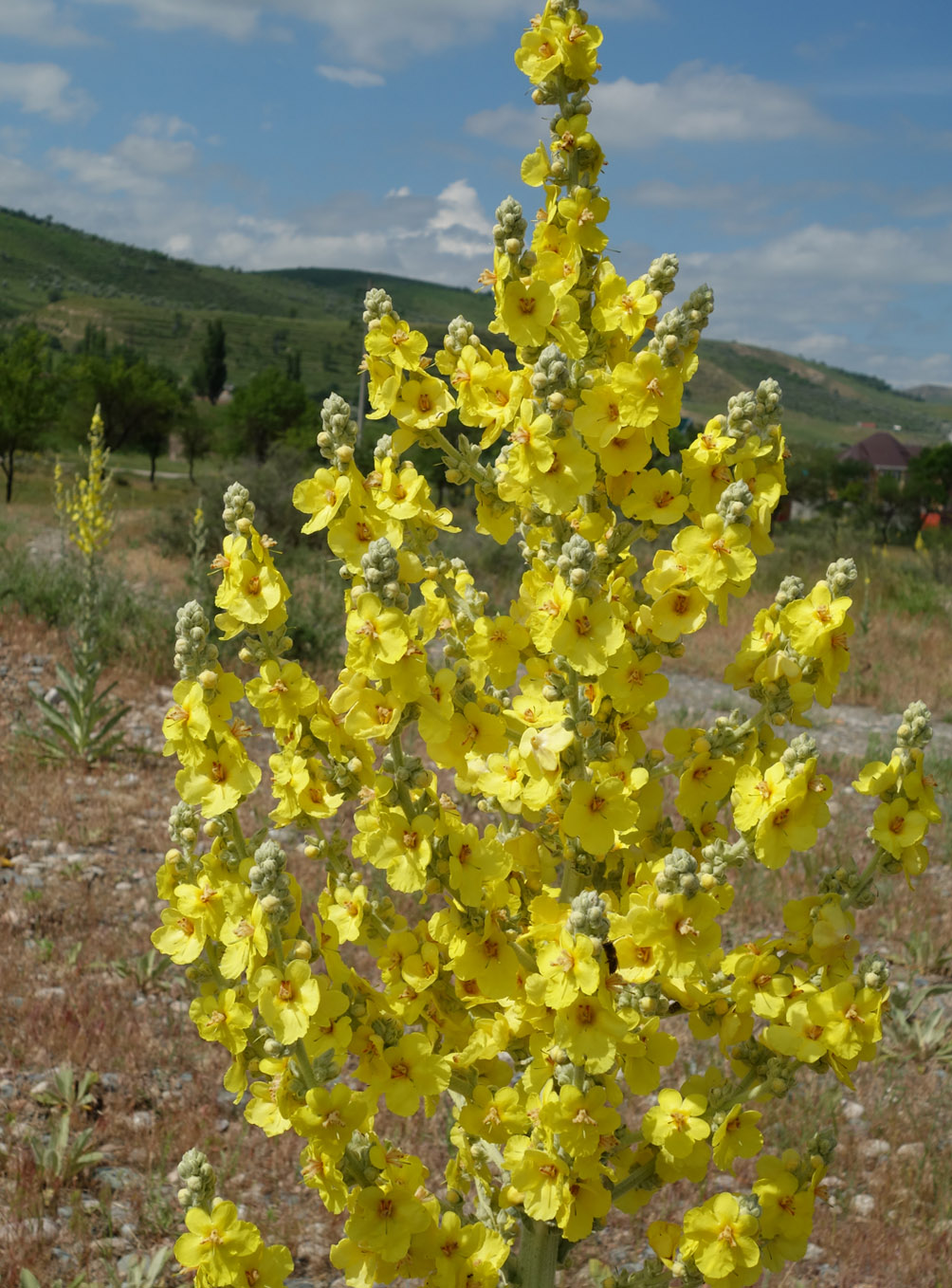 Изображение особи Verbascum songaricum.