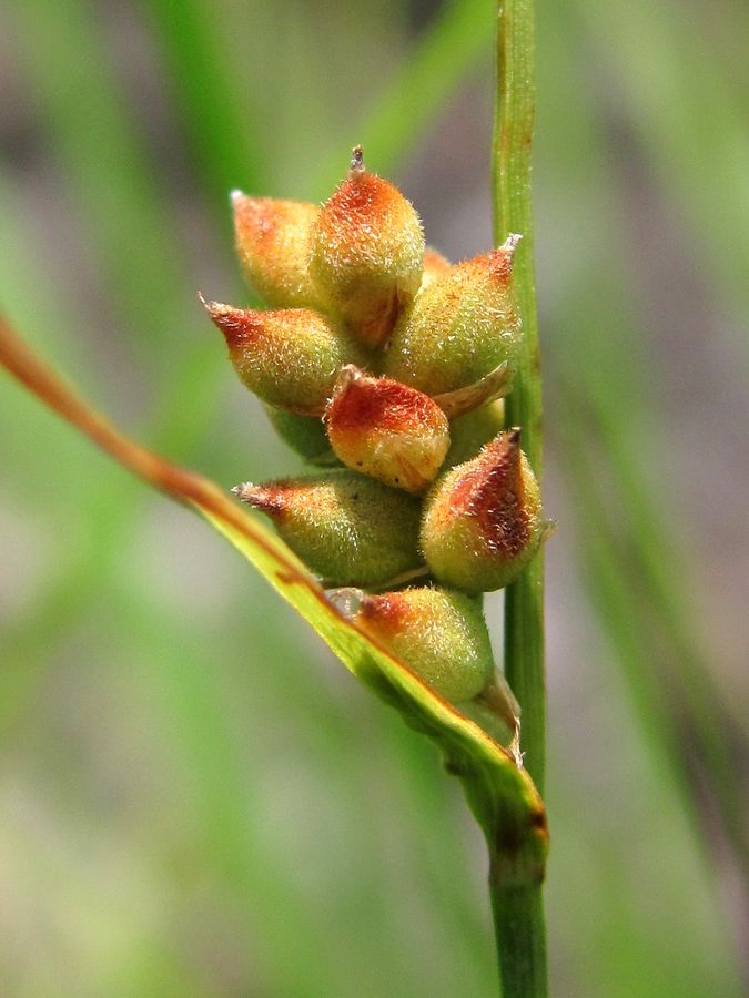 Image of Carex globularis specimen.