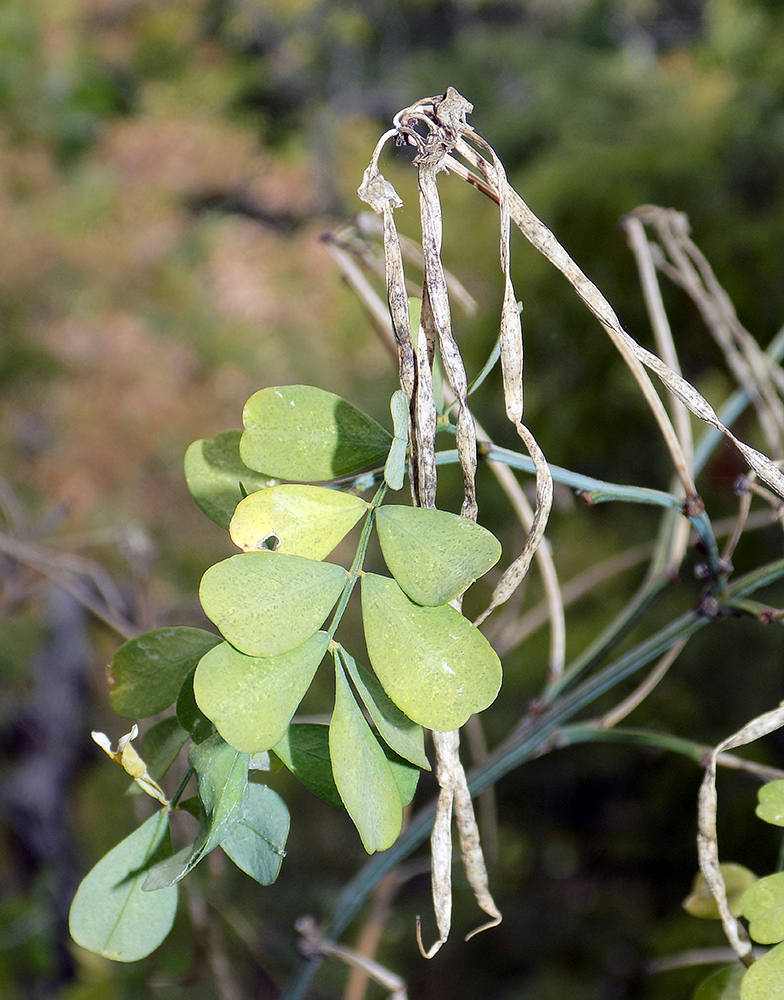 Image of Hippocrepis emeroides specimen.